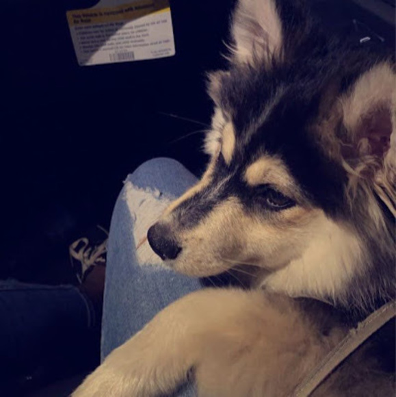 Meet your Posher, Harrsita - Picture 1 of 1